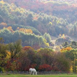 Billings Farm & Museum, Woodstock