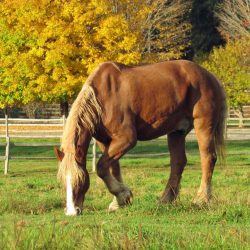Billings Farm & Museum, Woodstock
