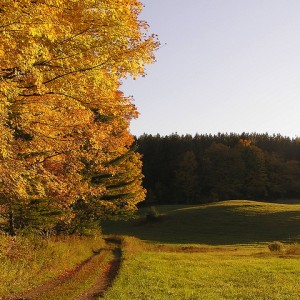 vermont forest festival weekend, national park