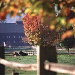 Billings Farm & Museum, Woodstock