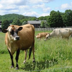 Billings Farm & Museum, Woodstock