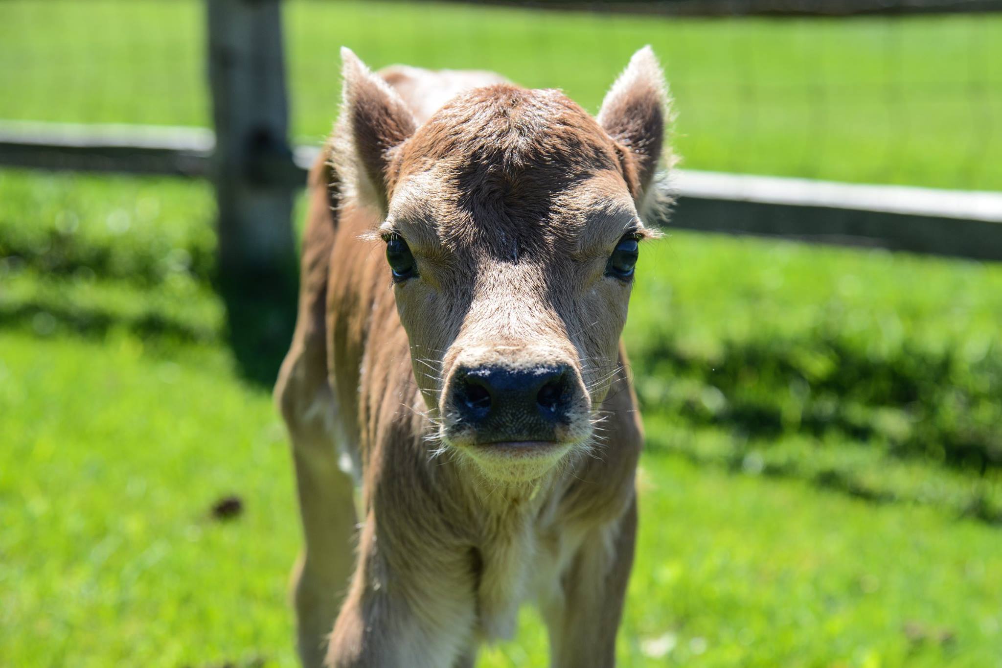 Billings Farm & Museum, Woodstock, Vermont