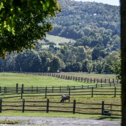 Vermont Woodworking & Forest Festival, Woodstock
