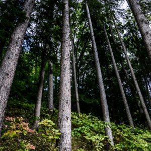 Vermont Woodworking & Forest Festival, Woodstock
