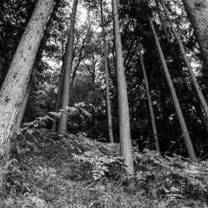 Vermont Woodworking & Forest Festival, Woodstock