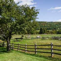 Vermont Woodworking & Forest Festival, Woodstock