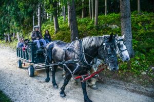 Vermont Woodworking & Forest Festival, Woodstock