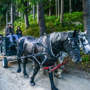 Vermont Woodworking & Forest Festival, Woodstock