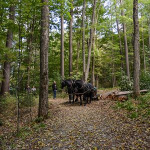 Vermont Woodworking & Forest Festival, Woodstock