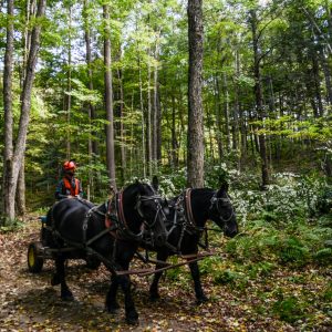 Vermont Woodworking & Forest Festival, Woodstock