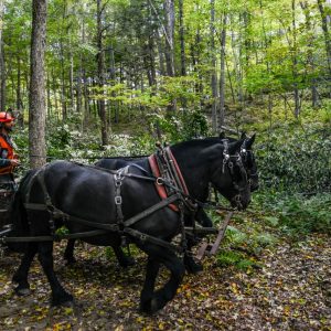 Vermont Woodworking & Forest Festival, Woodstock