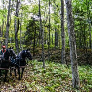 Vermont Woodworking & Forest Festival, Woodstock