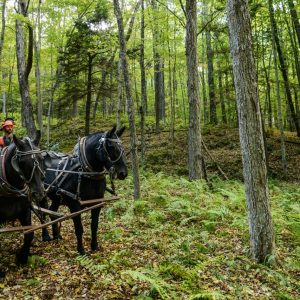 Vermont Woodworking & Forest Festival, Woodstock