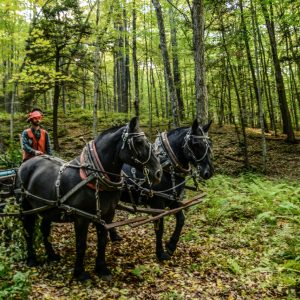 Vermont Woodworking & Forest Festival, Woodstock