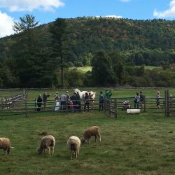Billings Farm & MUseum-Vermont Woodworking Festival