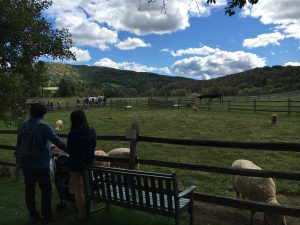 Billings Farm & Museum-VT Woodworking & Forest Festival