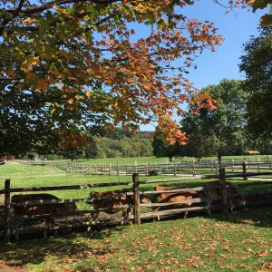 vermont woodworking forest festival, woodstock